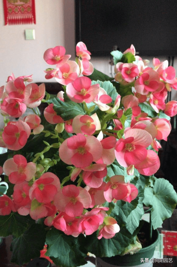 MomoSGE's tweet photo. When the garden starts to bloom, don’t just stand by—take a small step to help those small joys, and stop the petty envy that dims everyone’s light. https://t.co/WDCkba66nL