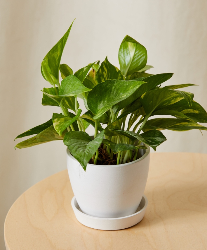 LeontineScv8aq's tweet photo. Pro tip for your pothos! Wipe its leaves monthly with a damp cloth to remove dust—this helps it absorb light better u0026 grow fuller, healthier. https://t.co/4rjQjN3DKG