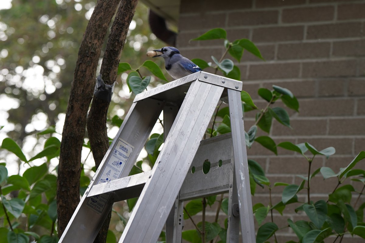 1in5kidz's tweet photo. #SaturdayVibes #BlueJays #BirdFeeder https://t.co/yhgPuaQMbD