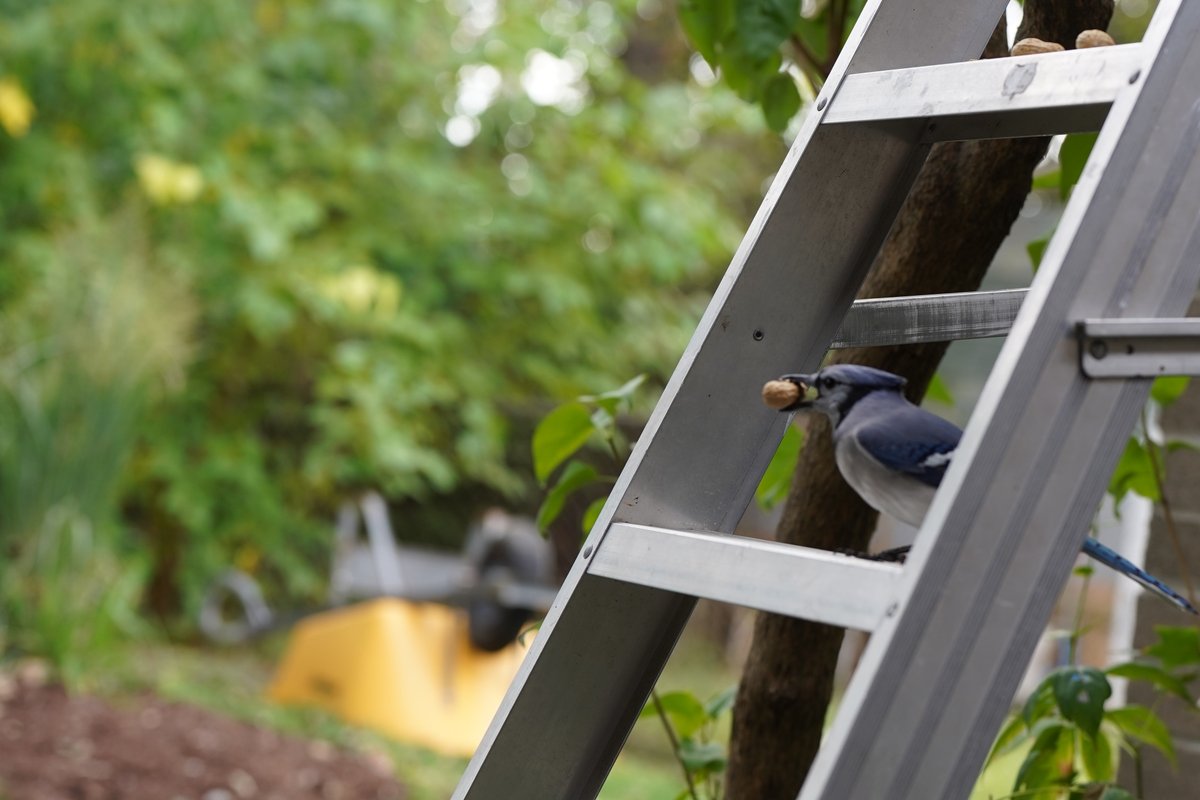 1in5kidz's tweet photo. #SaturdayVibes #BlueJays #BirdFeeder https://t.co/yhgPuaQMbD