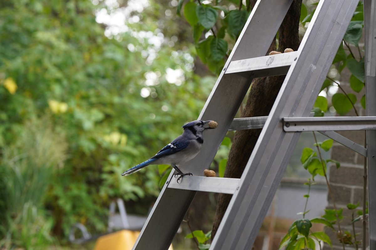1in5kidz's tweet photo. #SaturdayVibes #BlueJays #BirdFeeder https://t.co/yhgPuaQMbD