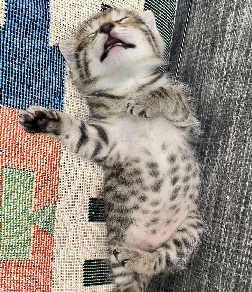 ChantelRamfc's tweet photo. Got our fur baby from a tiny 2-pound puffball to a 15-pound chaos lover in 6 months — every belly rub and silly moment makes it worth it https://t.co/Xzy6l5DofR
