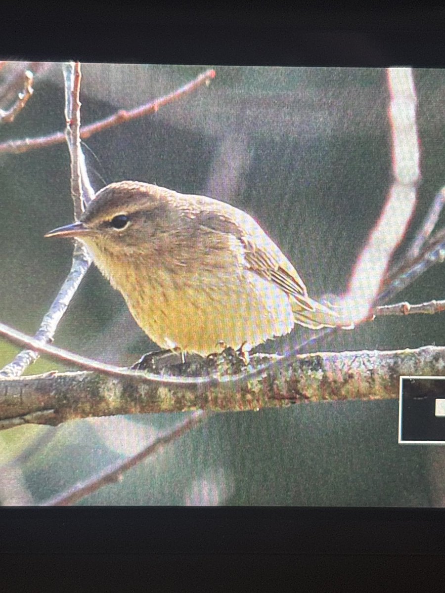decendium2's tweet photo. I might've just taken the best Palm Warbler picture ever https://t.co/p4T8Kzbogc