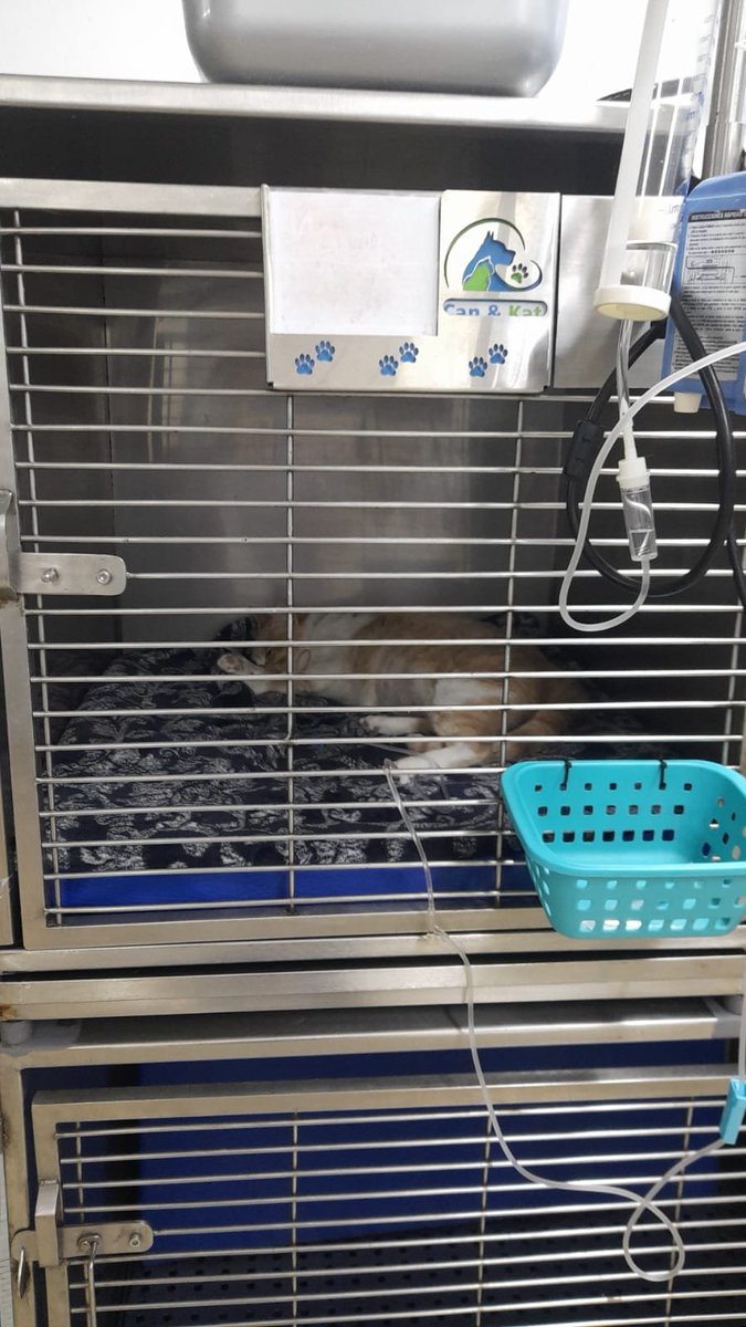 _hesmycollar_'s tweet photo. hey gtwt, I really dislike asking for money, but my kitty had to get urgently hospitalized. The vet its pretty high and I'm not formally employed right now, so this is really draining my finances. I have a ko-fi if you would be so kind to donate 🫶🏻 https://t.co/tglqILY6bz https://t.co/Xo8yroGybk