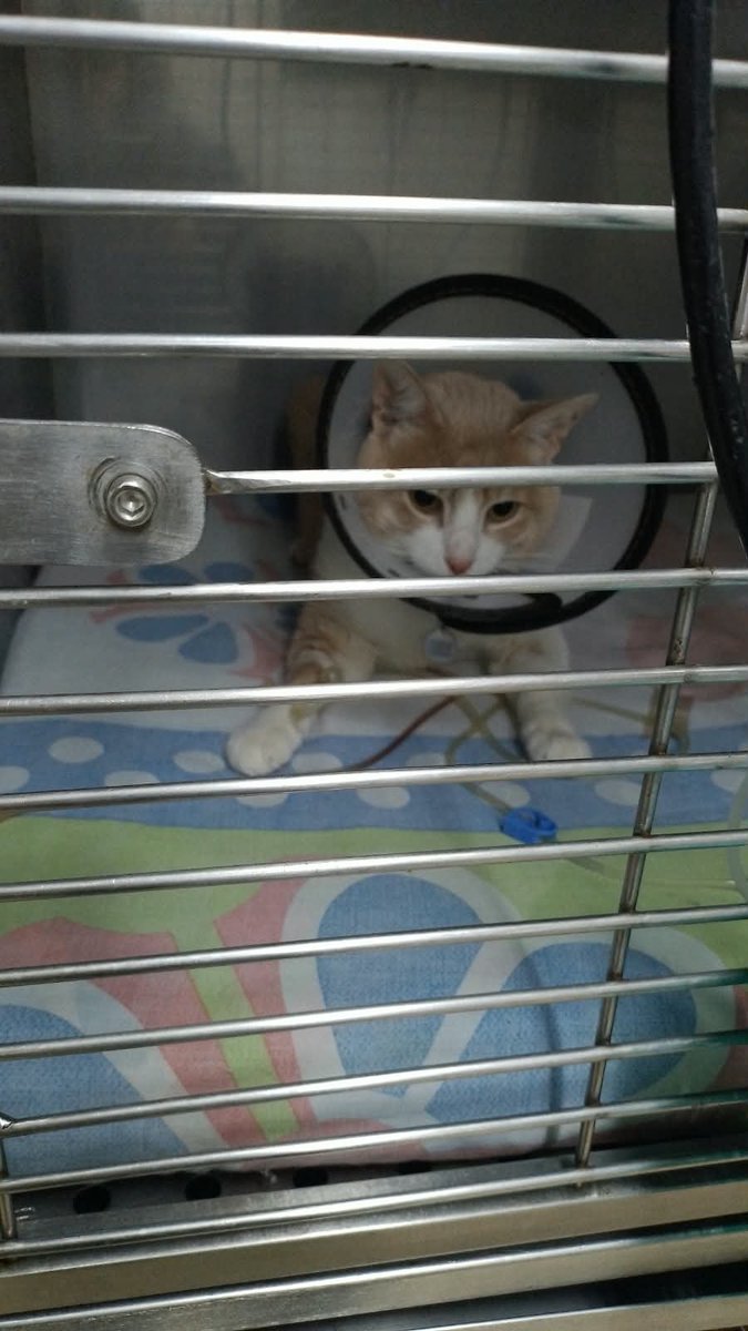_hesmycollar_'s tweet photo. hey gtwt, I really dislike asking for money, but my kitty had to get urgently hospitalized. The vet its pretty high and I'm not formally employed right now, so this is really draining my finances. I have a ko-fi if you would be so kind to donate 🫶🏻 https://t.co/tglqILY6bz https://t.co/Xo8yroGybk