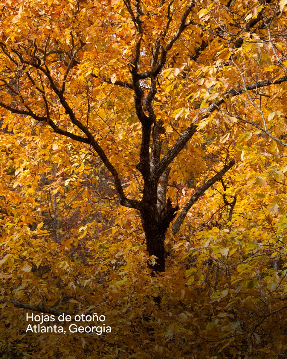 Encontacto's tweet photo. Las hojas de este árbol se tiñen de un hermoso color anaranjado antes de caer, pero el tronco y las raíces permanecen firmes. Así también, cuando estamos arraigados en Cristo, podemos permanecer firmes en medio de cualquier cambio. 

Fotografía por Dr. Charles Stanley https://t.co/TtixluR6YP