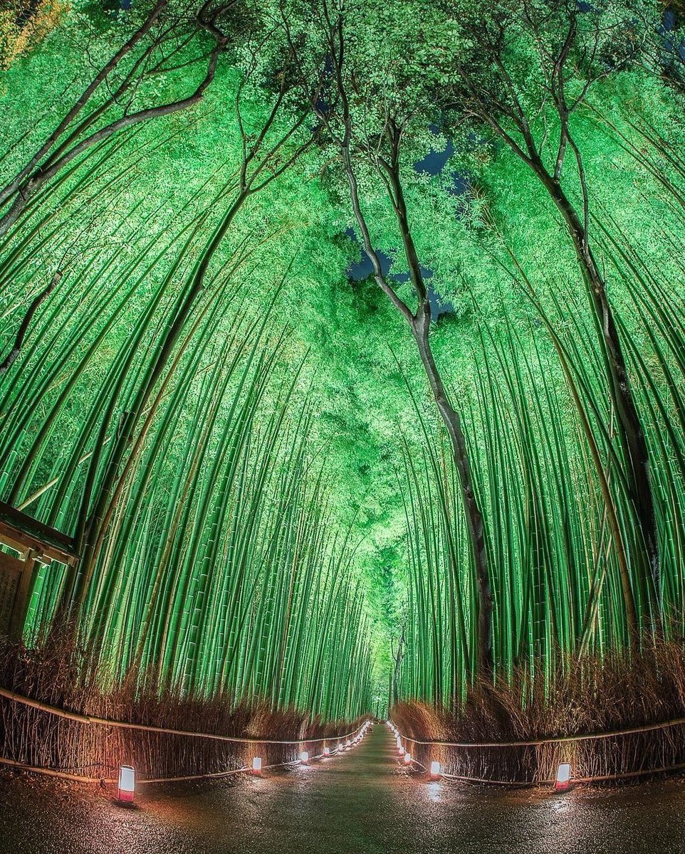 japanvistamedia's tweet photo. Kyoto, Japan. https://t.co/GqXn0UZqYR