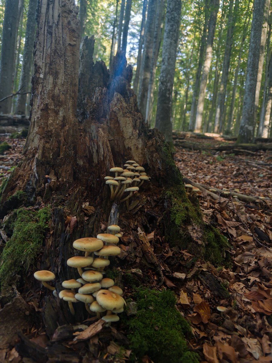 shamikr's tweet photo. Three days in the Bavarian Forest National Park with our #EcoRes group - sharing ideas, exploring new directions, and enjoying some time together beyond the usual routine. 🌲🥾 https://t.co/U7UDTtasHJ