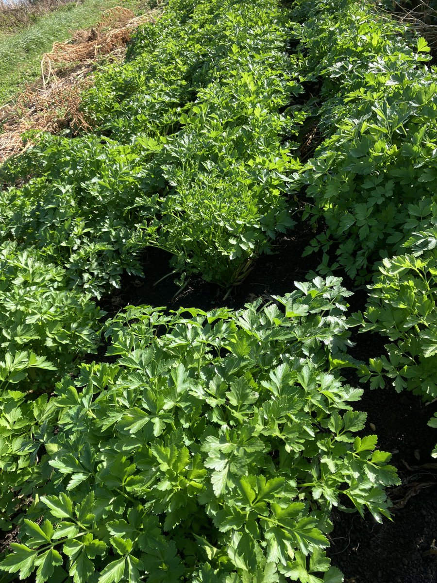 Organic_pam's tweet photo. Back refreshed after week away to red diesel hikes/upped #fuel surcharges on haulage, #SFI chaos, clouds of white fly in neighbourhood, aphid visitations in lettuce, but cutting beautiful crop of #parsley under blue skies on Saturday morning. Spot Dick/Clyde up near the headland! https://t.co/DcO6HFwRpD
