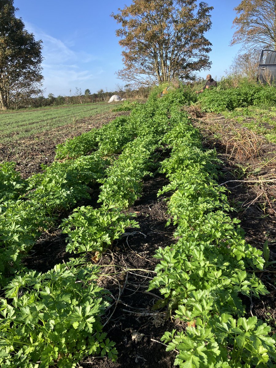 Organic_pam's tweet photo. Back refreshed after week away to red diesel hikes/upped #fuel surcharges on haulage, #SFI chaos, clouds of white fly in neighbourhood, aphid visitations in lettuce, but cutting beautiful crop of #parsley under blue skies on Saturday morning. Spot Dick/Clyde up near the headland! https://t.co/DcO6HFwRpD
