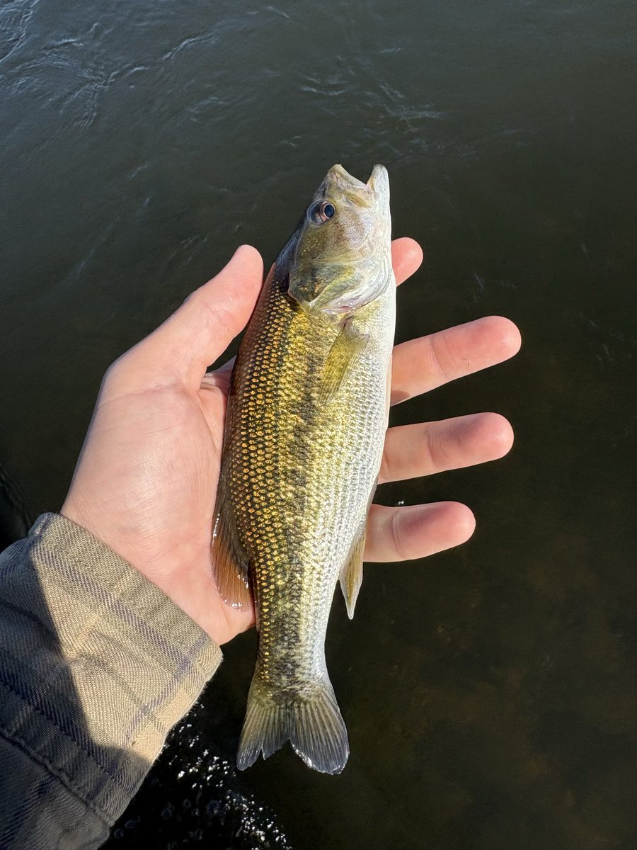 MisterBluegill's tweet photo. Took out the fly rod today https://t.co/9st8Bhs2Oh