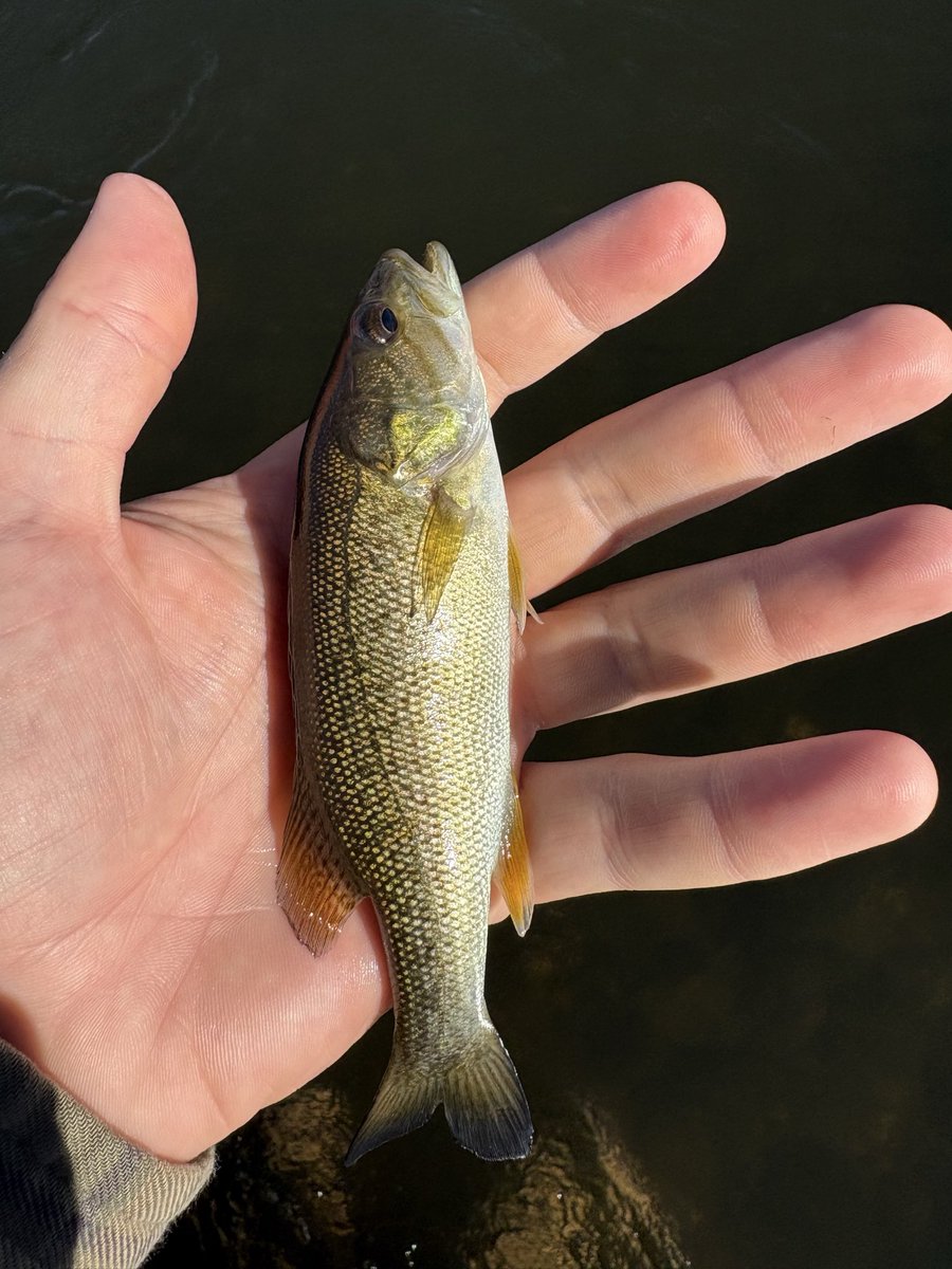 MisterBluegill's tweet photo. Took out the fly rod today https://t.co/9st8Bhs2Oh