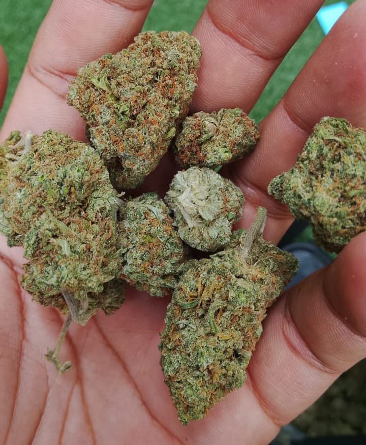 GaleriaWee's tweet photo. BUBBA KUSH https://t.co/lfjR2Pkif5