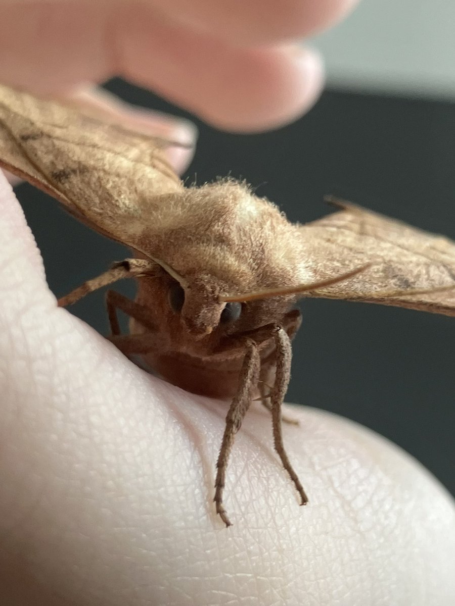 ViNNiOZZZ's tweet photo. i picked up a moth for the first time, beautiful little babyyyyy🥹🥹❤️‍🩹❤️‍🩹❤️‍🩹 https://t.co/gq36lEB8LH