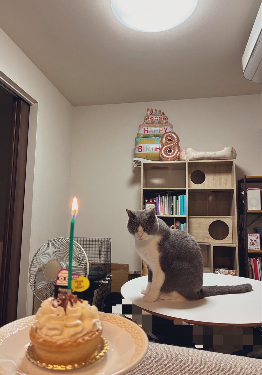 cotocoyg's tweet photo. 9/26ちまちゃん、8歳の誕生日おめでとう🎉
新しい爪とぎベッドをプレゼント
これからも健やかにすごそうね🐈‍⬛ https://t.co/VQ99DfnlFO