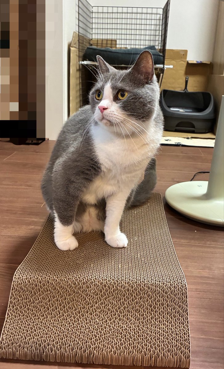 cotocoyg's tweet photo. 9/26ちまちゃん、8歳の誕生日おめでとう🎉
新しい爪とぎベッドをプレゼント
これからも健やかにすごそうね🐈‍⬛ https://t.co/VQ99DfnlFO