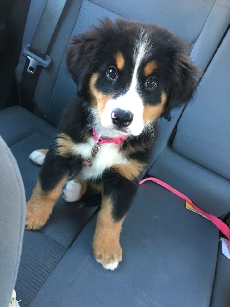 puppies_video's tweet photo. Cuteness like this puppy https://t.co/qb12ixTZcL