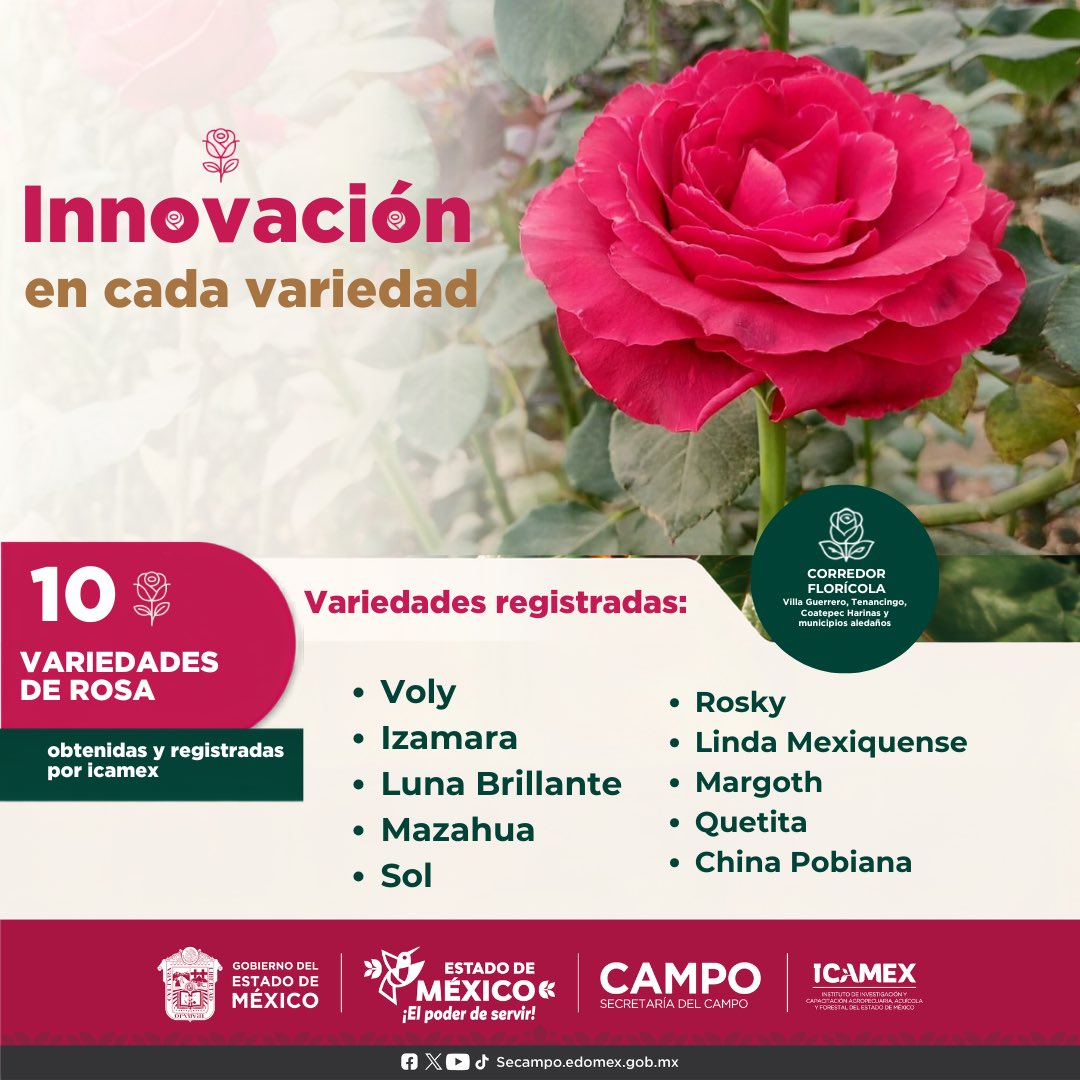 ICAMEXoficial's tweet photo. La investigación fortalece la floricultura mexiquense.
ICAMEX ha registrado 10 variedades de rosa y continúa el desarrollo de nuevos materiales mediante mejoramiento genético y micropropagación, impulsando la innovación en el Corredor Florícola del
Estado de México.🌹

#ICAMEX https://t.co/In4L5UBIRg