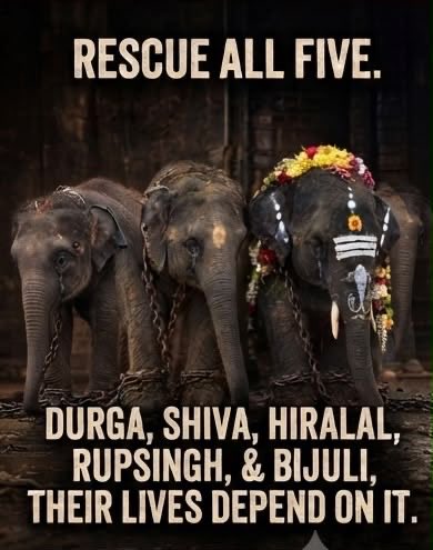 KanyaaKaushik's tweet photo. We call elephants sacred.
Then shouldn't we care about the story of each individual elephant?
Not just their name. Not just their temple. Not just their ownership certificate.
Their mother. Their birthplace. Their history.
#NoElephantsInTemples https://t.co/WtyJtEDuMU