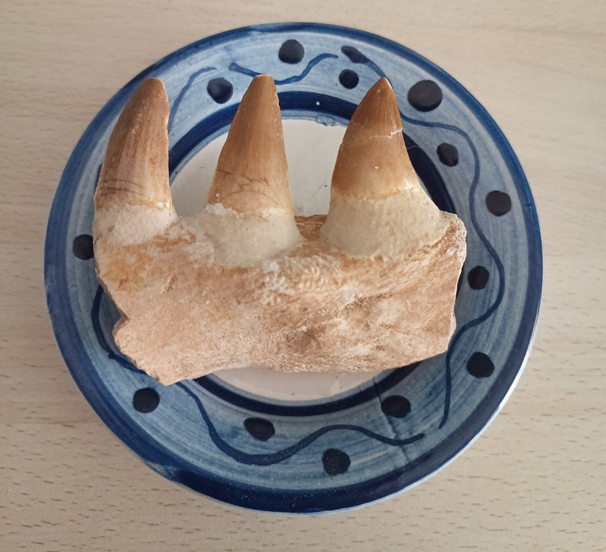 Dani_Artime's tweet photo. QUE TAMBIÉN ME HA REGALADO UN TROZO DE MANDIBULA DE MOSASAURIO, LA MEJOR NOVIA DEL MUNDO https://t.co/WqOamAYWO7