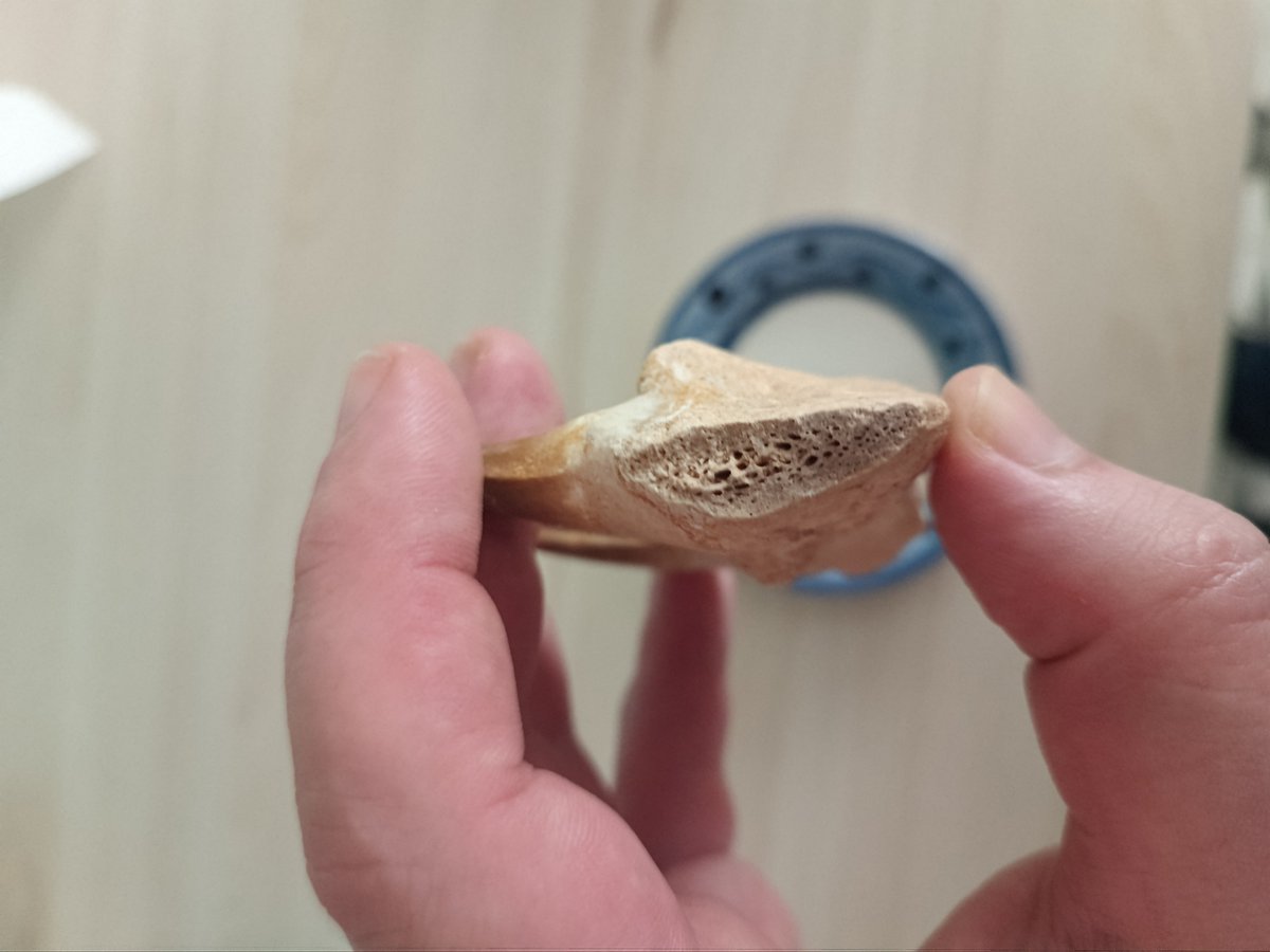 Dani_Artime's tweet photo. QUE TAMBIÉN ME HA REGALADO UN TROZO DE MANDIBULA DE MOSASAURIO, LA MEJOR NOVIA DEL MUNDO https://t.co/WqOamAYWO7