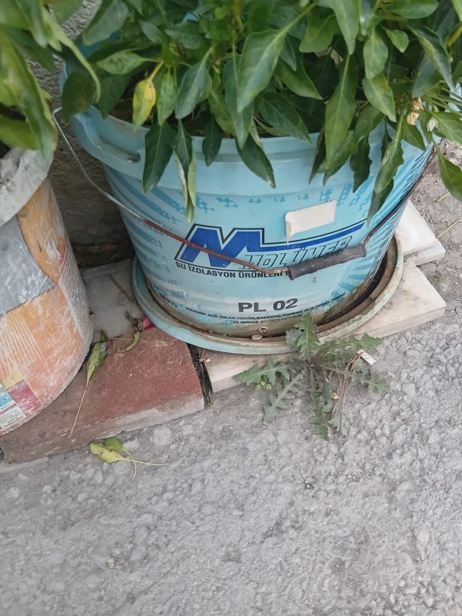 molumer's tweet photo. 🌱 SU YALITIMINDAN SONRA HAYAT DEVAM EDİYOR…

Molümer olarak yalnızca yapıları sudan koruyan ürünler üretmekle değil, ürünlerimizin kullanımından sonra da doğaya ve sürdürülebilirliğe katkı sağlayabilmekten mutluluk duyuyoruz. https://t.co/NvVRjEArgI