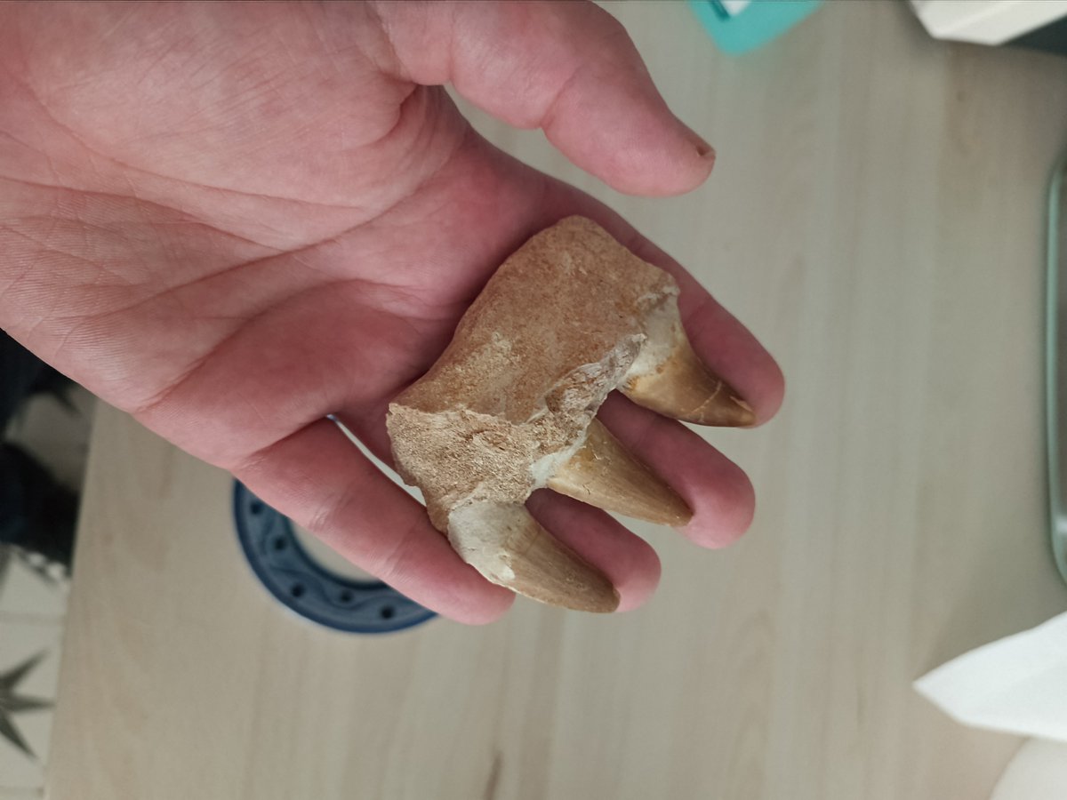 Dani_Artime's tweet photo. QUE TAMBIÉN ME HA REGALADO UN TROZO DE MANDIBULA DE MOSASAURIO, LA MEJOR NOVIA DEL MUNDO https://t.co/WqOamAYWO7