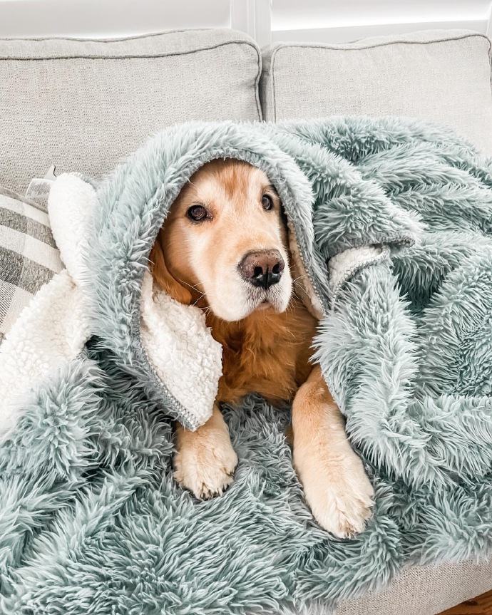 DeandreaDno's tweet photo. Los domingos son mejores con la calidez de mi perro  Un simple ladrido me llena de felicidad https://t.co/SjUU5N5LQA