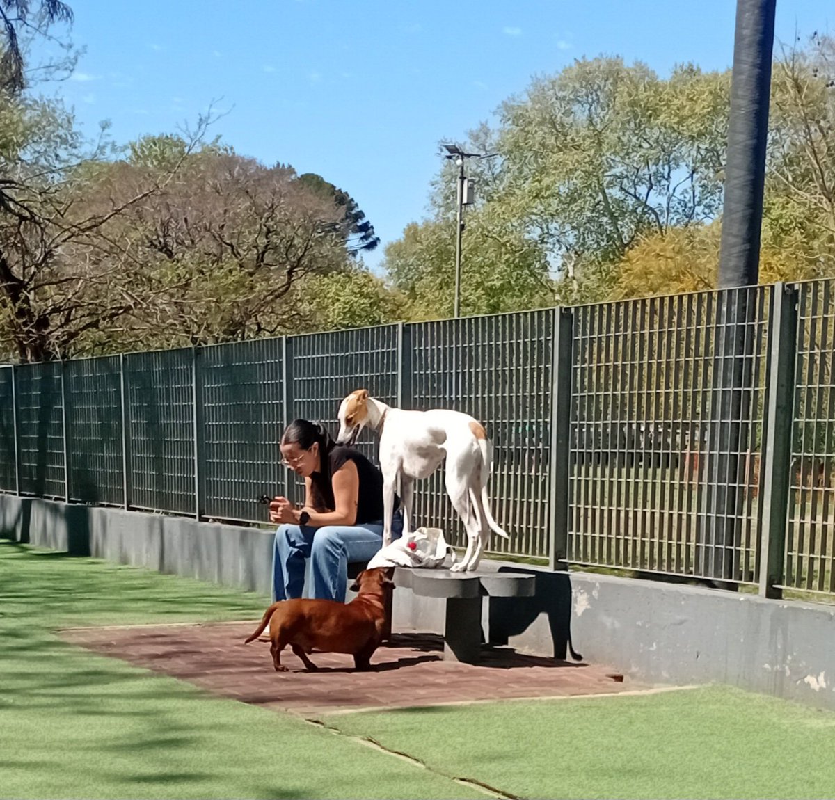 Lulamaravilla's tweet photo. Teo el salchicha se obsesionó con una galga a la que llamaremos Lady Galga.Eso no va pasar hermano! Jaja igual valoro su autoestima https://t.co/L4lSEh9Wuf
