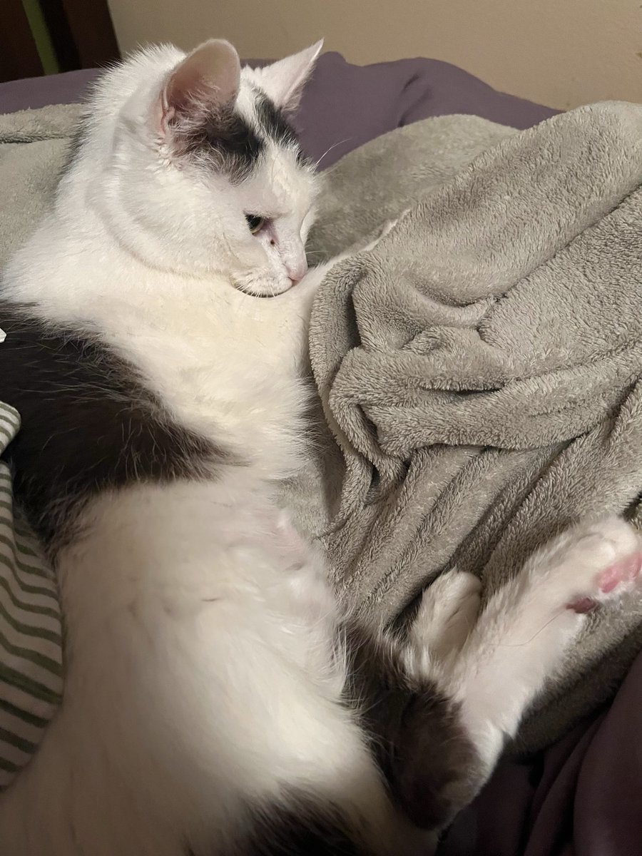 franzkatka's tweet photo. sorry king did i disturb you https://t.co/ieULT4vWpn