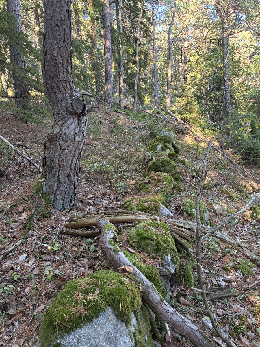 MrCharles2025's tweet photo. Saturday 26/9/2026 

Today was a lovely day on planet earth 🌍 

My day consisted off 

Gym 
Sauna 
Weekly recap/ journal 
Some cleaning 
Reading 
Meditation 
And a forest walk to search for some ancient Viking ruins 
 
(Found a stone wall)🤣 https://t.co/cw39qREZjG