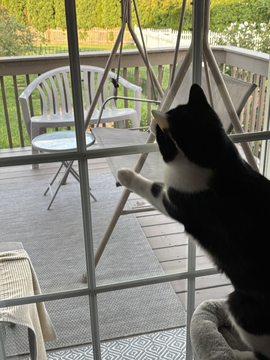LindstheReader's tweet photo. I love chasing these pesky lantern flies! 🐈‍⬛🐾 https://t.co/6oOktC7HFp