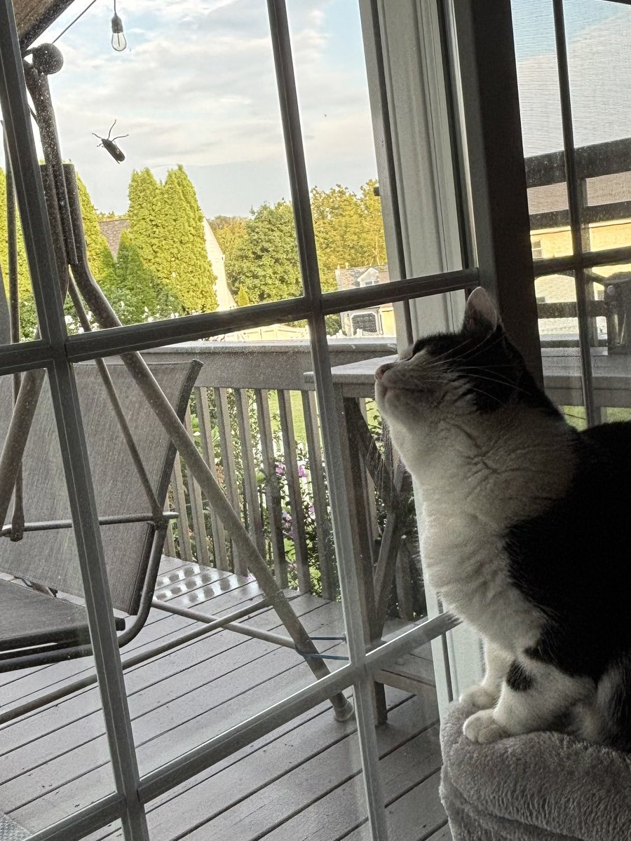 LindstheReader's tweet photo. I love chasing these pesky lantern flies! 🐈‍⬛🐾 https://t.co/6oOktC7HFp