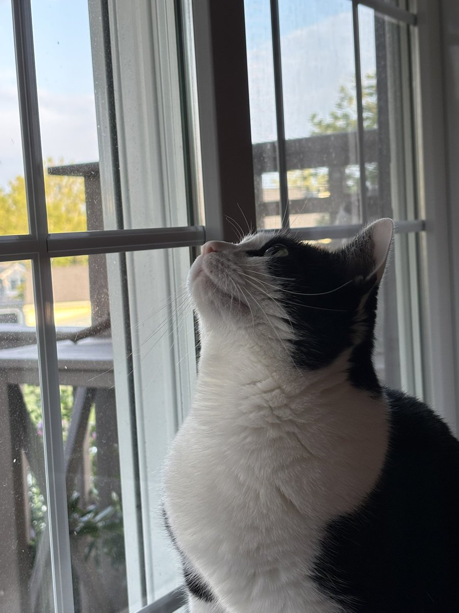 LindstheReader's tweet photo. I love chasing these pesky lantern flies! 🐈‍⬛🐾 https://t.co/6oOktC7HFp