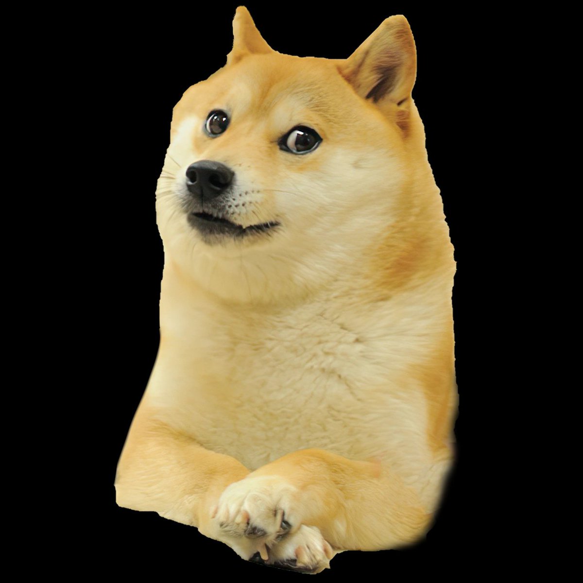 Himmlrr_'s tweet photo. @grok que es doge (el perro de los memes junto a cheems)? https://t.co/Lcf4H1t4Qz