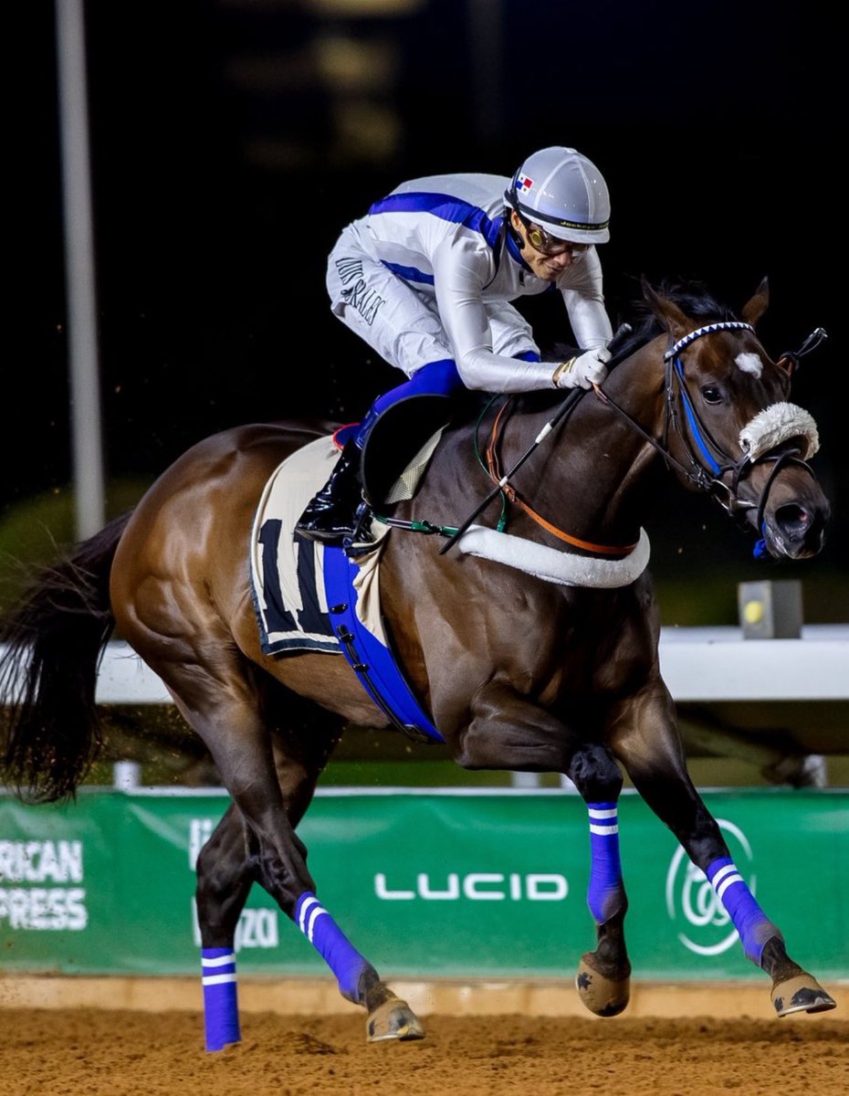 alatawi_badr's tweet photo. البطل (باور أوف بيوتي ) يتوَّج بطلاً لميدان الملك خالد 

الف مبروك الامير المحبوب  سعود بن سلمان بن عبدالعزيز 
عرض مميز  ما شا الله تبارك الله  
@HRHPSAUDS https://t.co/TKAxCz3pjy