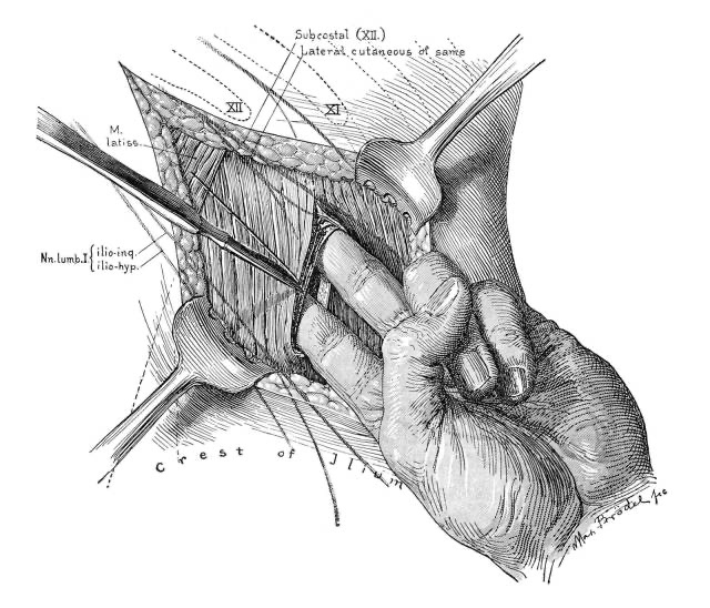 Fleshtoplay's tweet photo. Medical illustrations by Max Bröden https://t.co/AFQZTpILCo
