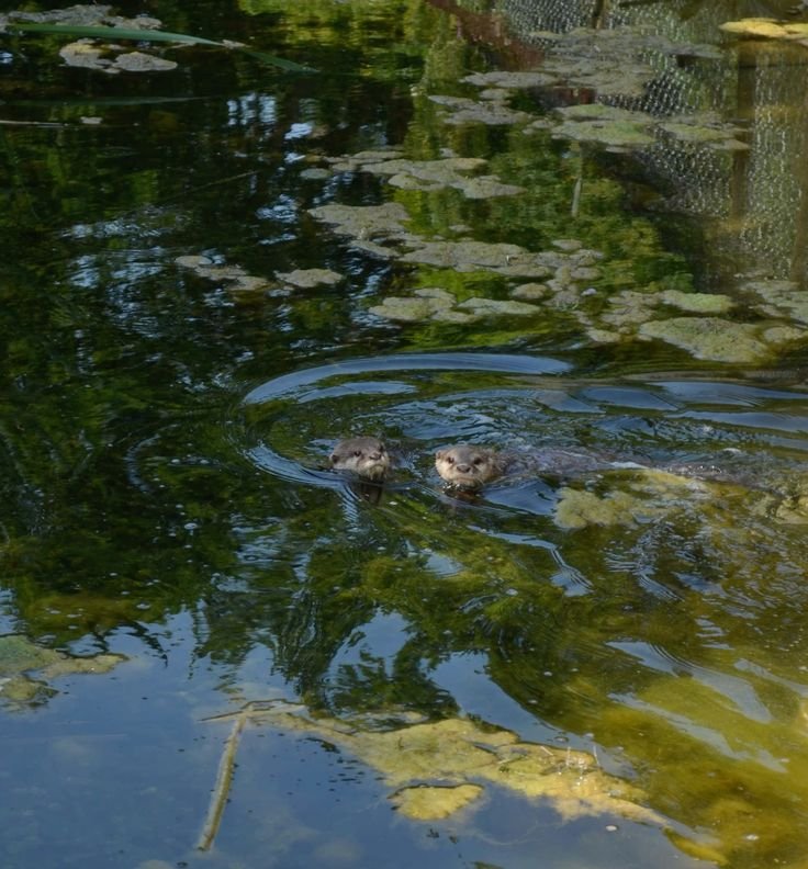 DEVAAaeth's tweet photo. So… apparently I have an otter now.
Tiny, adorable, and already stealing my heart. I think we’re going to be best friends. <3 https://t.co/SU43h6JJa9
