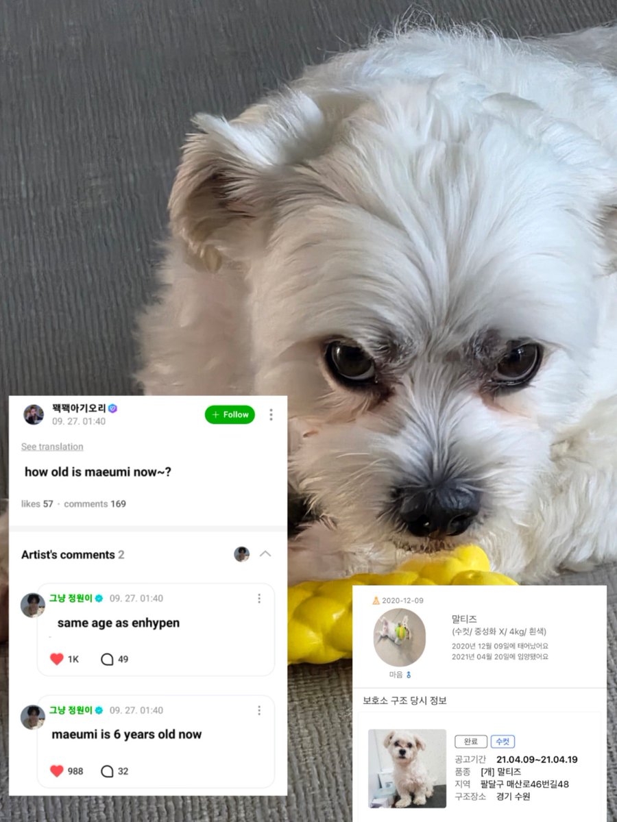 woncattos's tweet photo. JUNGWON AND MAEUM ARE MEANT TO BE 🥹🤍 the numbers are very telling #JUNGWON #정원

🐶 maeumi is 6 years old, same age as enhypen 
🐶 maeumi was adopted on the same day as jay's birthday (0420)
🐶 maeumi actual birthday is the same as ni-ki's birthday (1209) https://t.co/1g8vLj7UJE