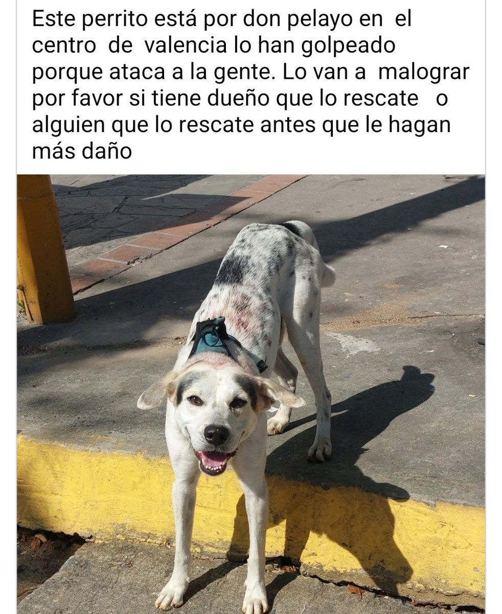 PerroUsuario's tweet photo. Necesita URGENTEEEE hogar temporal o definitivo. Valencia estado Carabobo https://t.co/FE4F5ud4ru