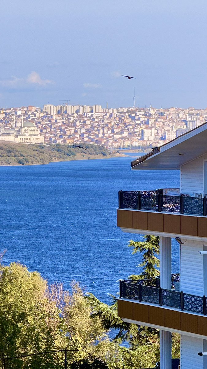 mellifluoussg's tweet photo. One last day of sunshine ✨

Arka fonda Alpay’dan Ilık rüzgarlar çalıyor 🐼

https://t.co/zy5oS46DF2 https://t.co/qOL2qAkvH4