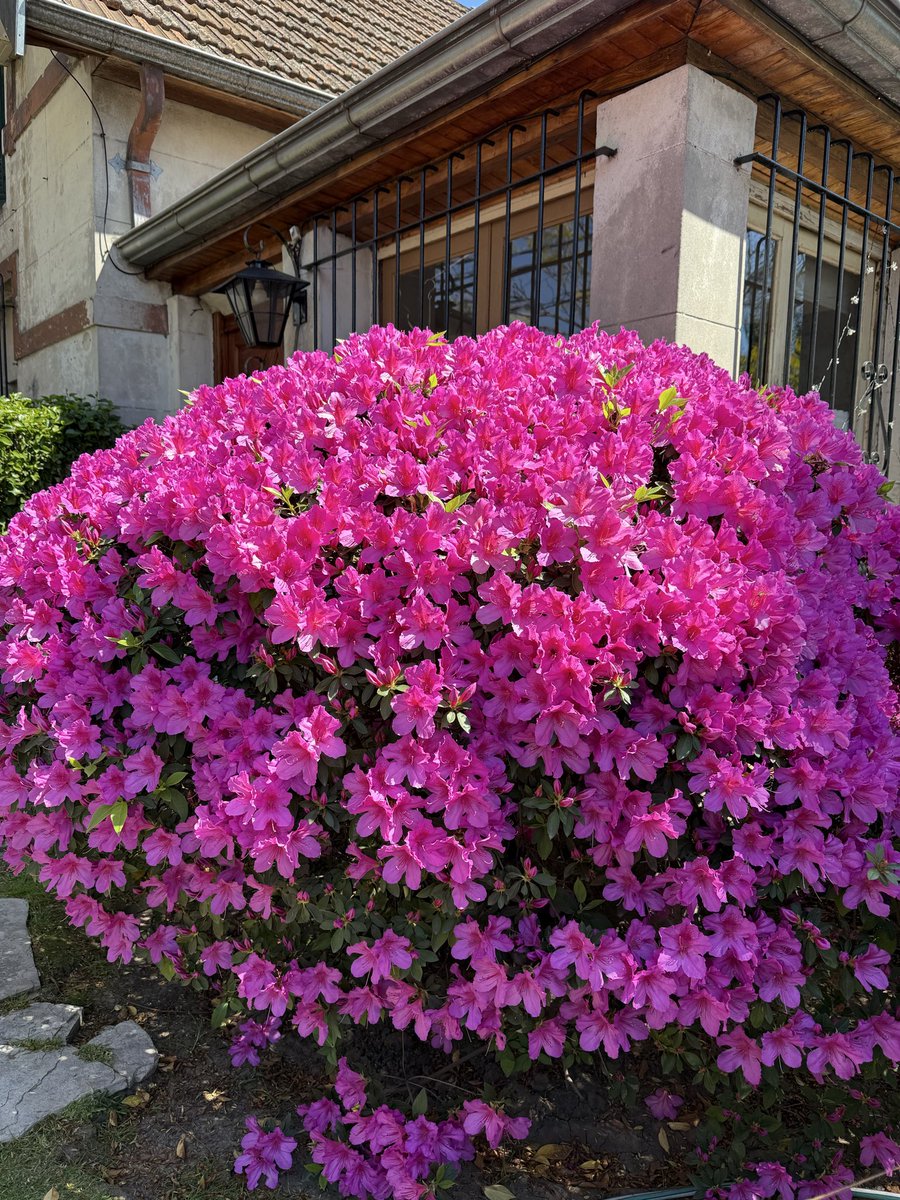 ascentorta's tweet photo. long live la primavera https://t.co/OaTtMJGyCD