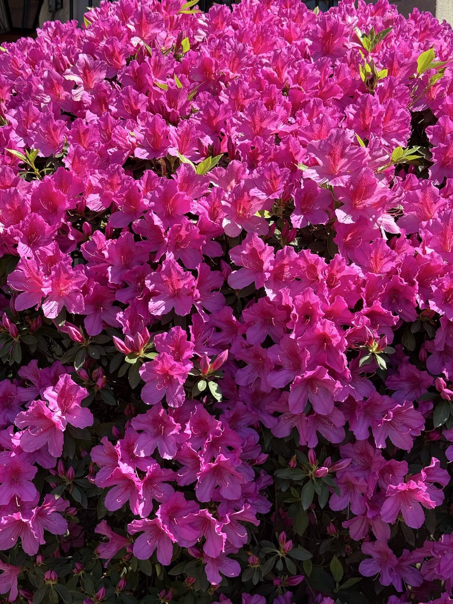 ascentorta's tweet photo. long live la primavera https://t.co/OaTtMJGyCD