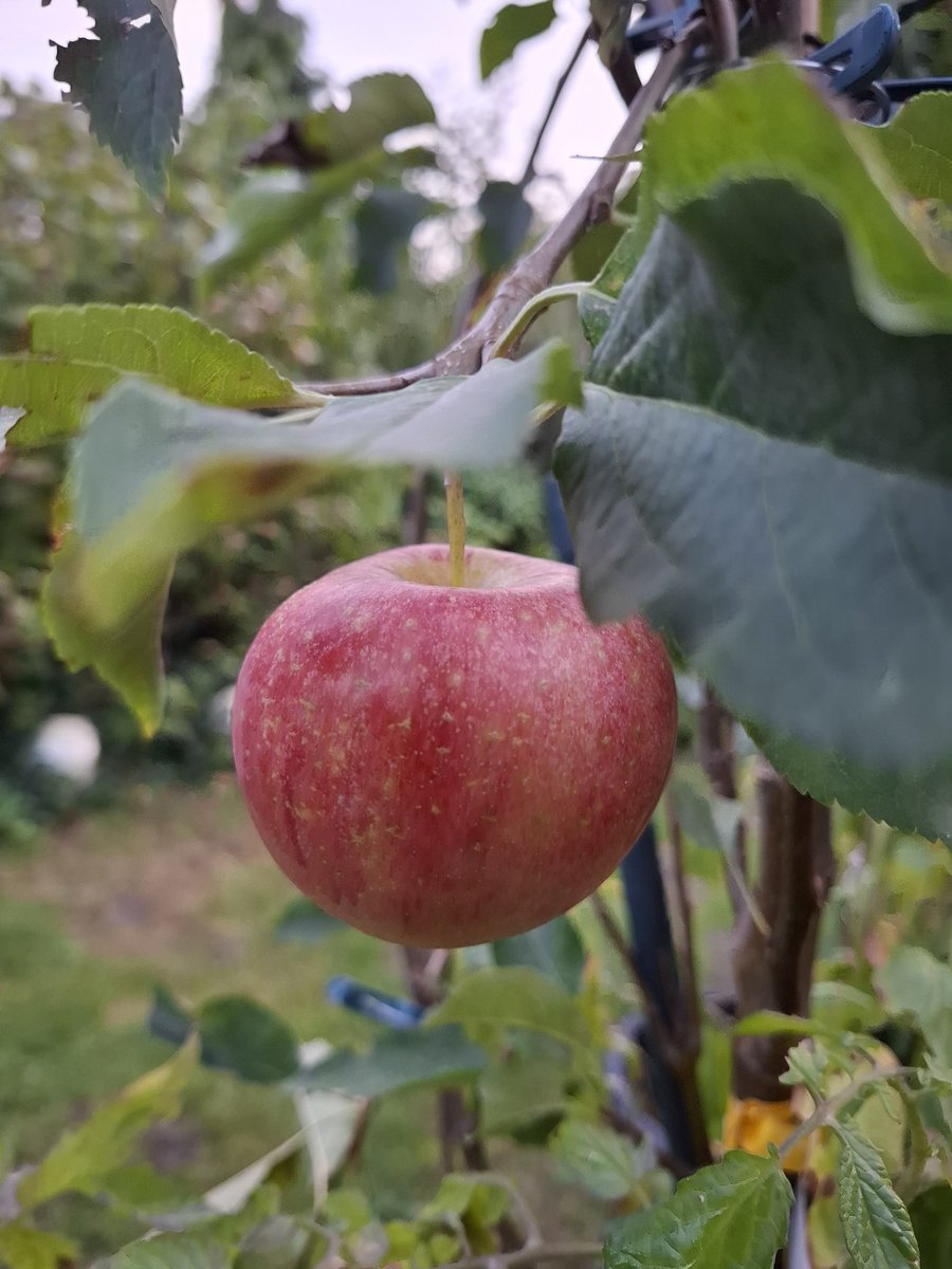 Amchanagi's tweet photo. #Apfel im #Garten https://t.co/S3A5fcqDqq