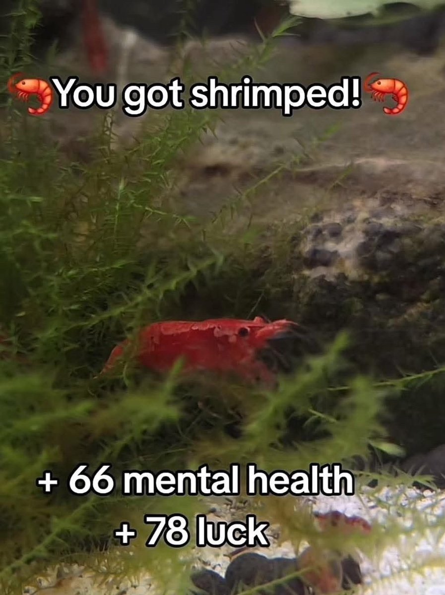 equine__dentist's tweet photo. get shrimped idiot 🦐 https://t.co/Isplyw3Zun