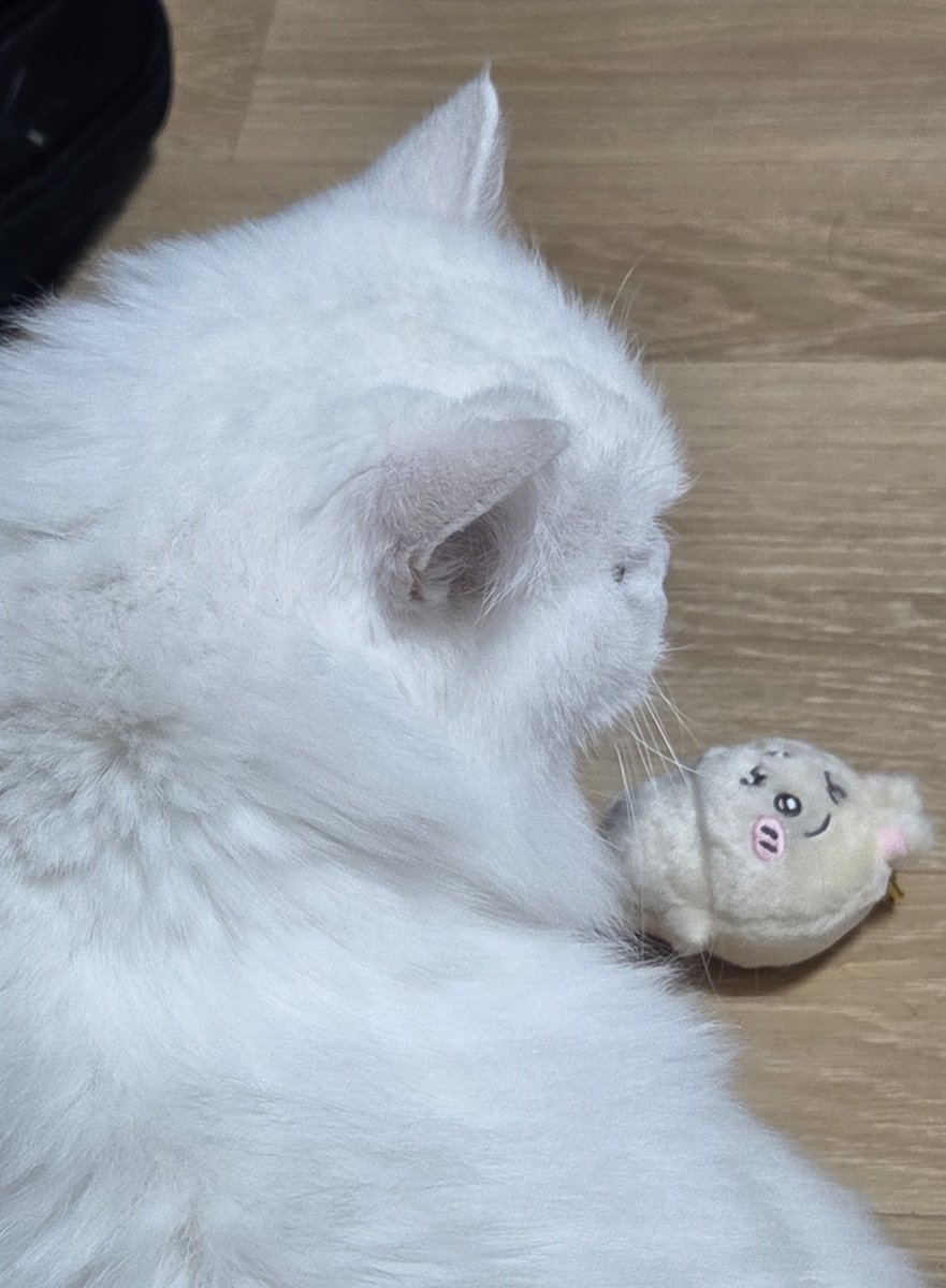 DANAGA_yo's tweet photo. 우냐 https://t.co/K6AUYuXlqo