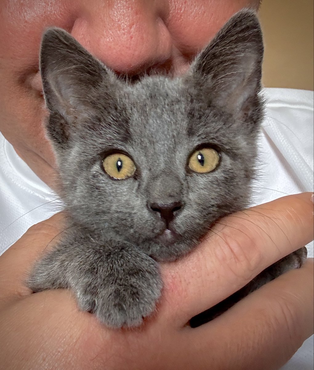 4CatFarms's tweet photo. @Ariana05Dutch Thanks! This was the missing one lol https://t.co/VzRRl72XL6