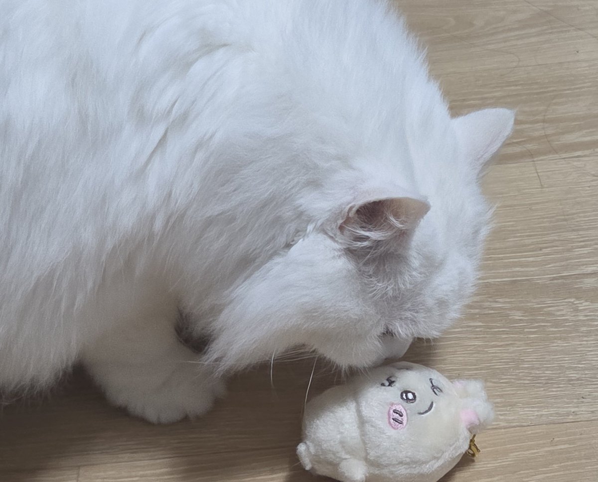DANAGA_yo's tweet photo. 우냐 https://t.co/K6AUYuXlqo