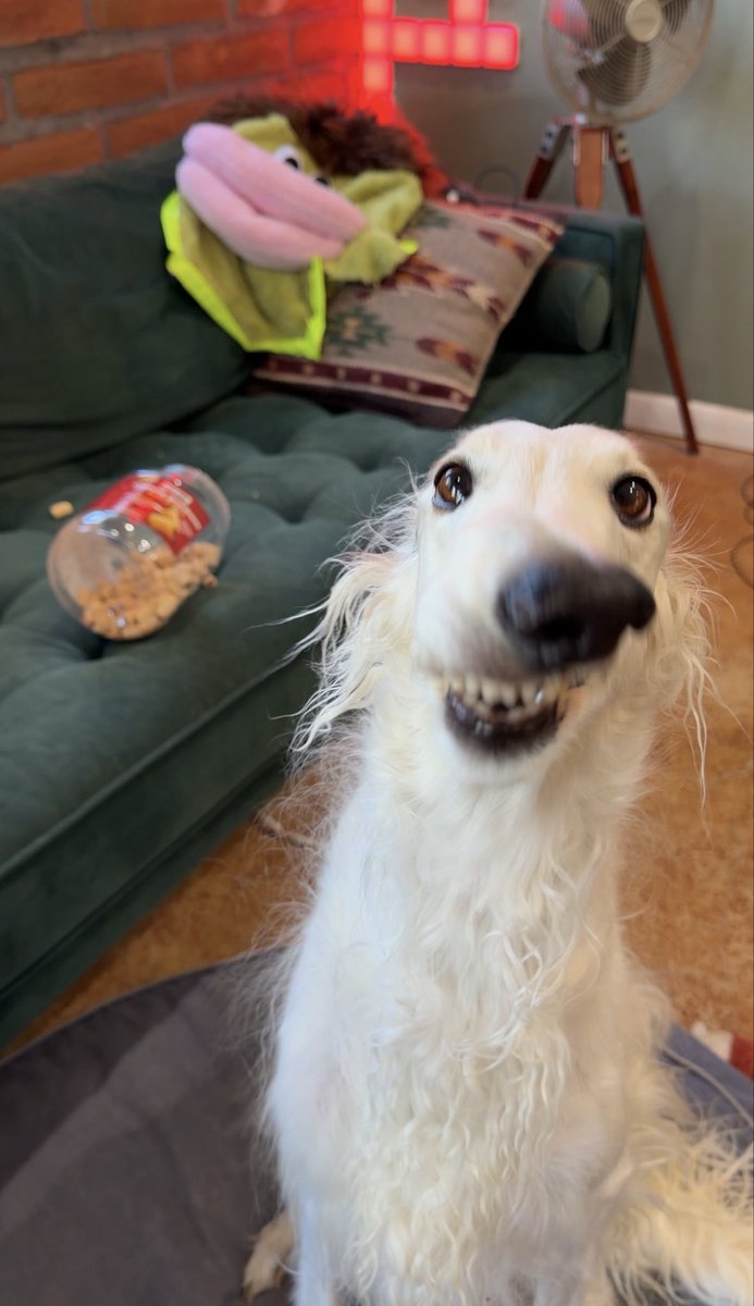 EsperBorzoi's tweet photo. https://t.co/5dM7O3cmmR