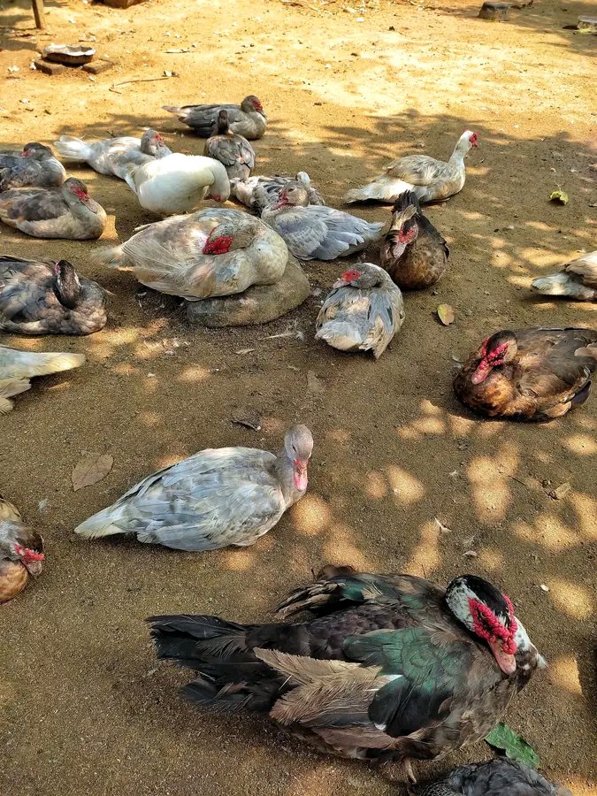 Optimismking's tweet photo. Relaxing is another form of exercise for DUCK'S.

What's stopping you from farming ducks...?🧏 https://t.co/JSPNJHvjpo